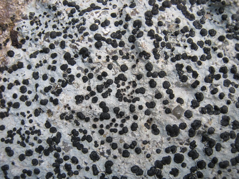 Porpidia sp. - Crustose lichene